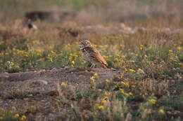 Image of Burrowing Owl