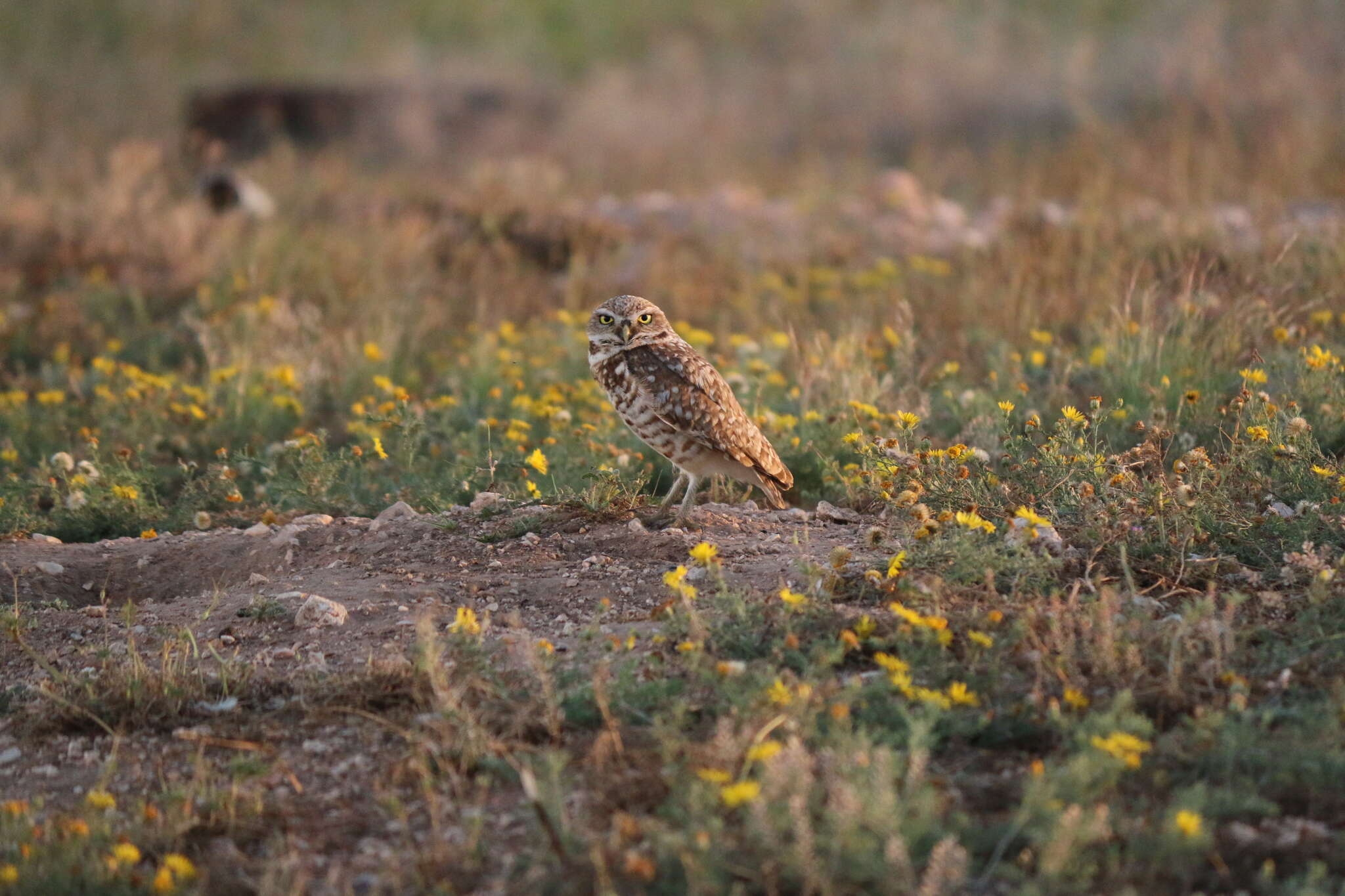 Image of Burrowing Owl