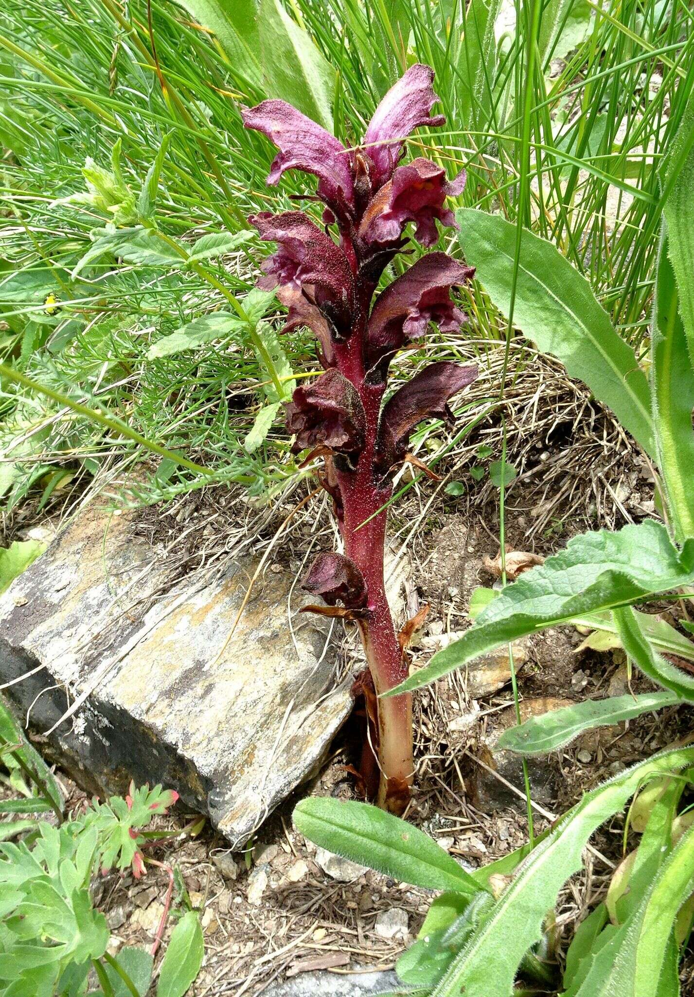 Imagem de Orobanche gamosepala Reuter