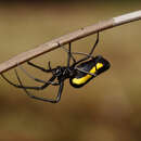 Image of Leucauge funebris Mello-Leitão 1930