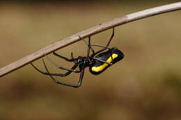 Image of Leucauge funebris Mello-Leitão 1930