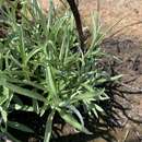 Image of Helichrysum chrysargyrum Moeser