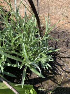 Image of Helichrysum chrysargyrum Moeser