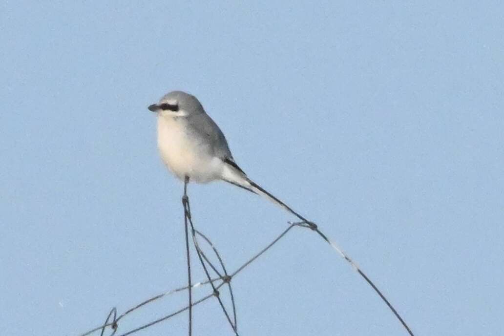 Слика од Lanius sphenocercus Cabanis 1873