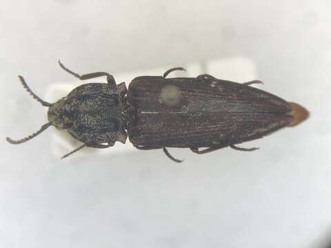Image of Danosoma obtectum (Say 1839)
