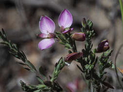 Image of Polygala microlopha var. microlopha