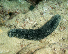 Image of Black sea cucumber