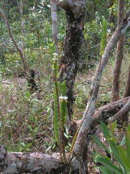 Image of Dendrobium ellipsophyllum Tang & F. T. Wang