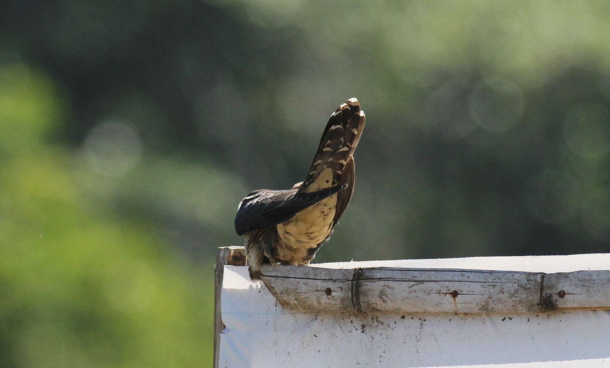 Image of Sunda Cuckoo
