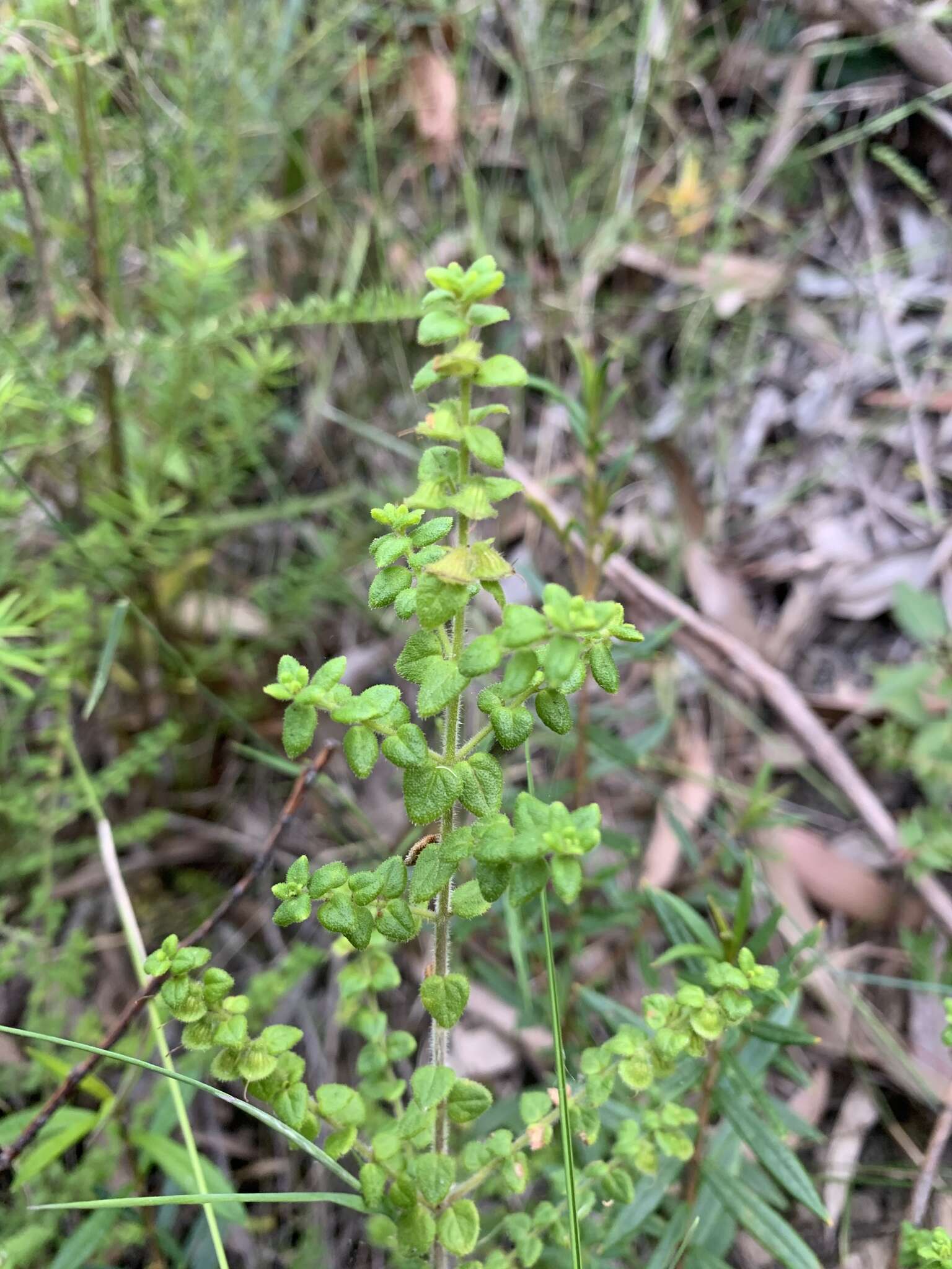 Image of Sparkling Mint-bush