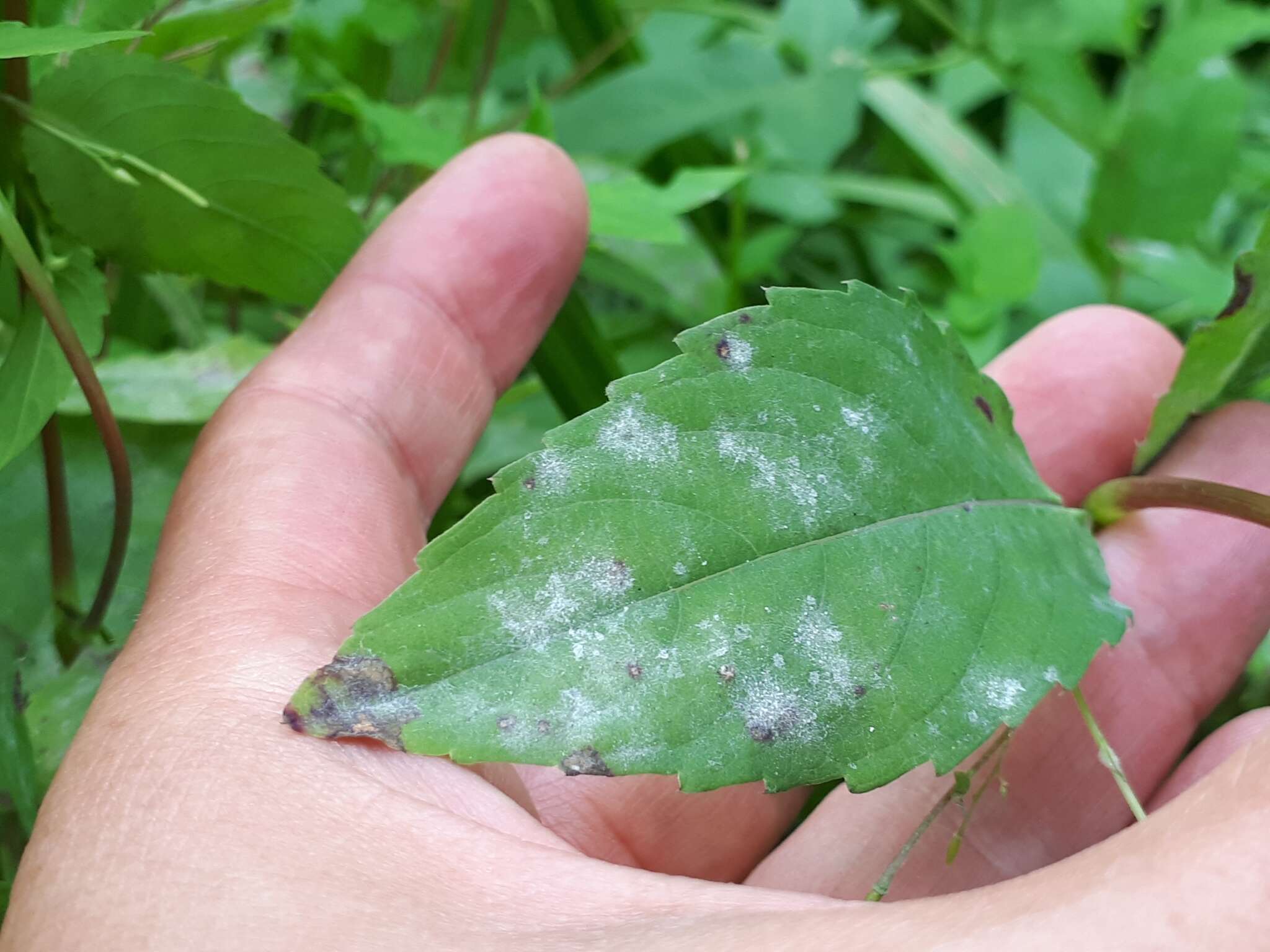 Podosphaera balsaminae (Wallr.) U. Braun & S. Takam. 2000的圖片