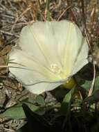 Image de Calystegia subacaulis subsp. episcopalis R. K. Brummitt