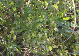 Image of Pertya glabrescens Sch. Bip.