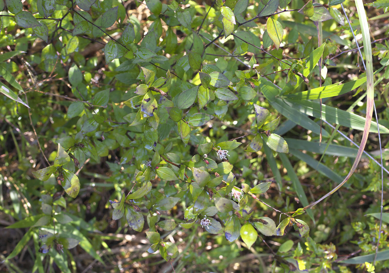 Image of Pertya glabrescens Sch. Bip.
