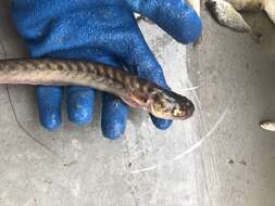 Image of Eel Gobies