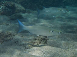 Image of Bluespot mullet