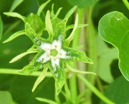 Image of Gonolobus naturalistae