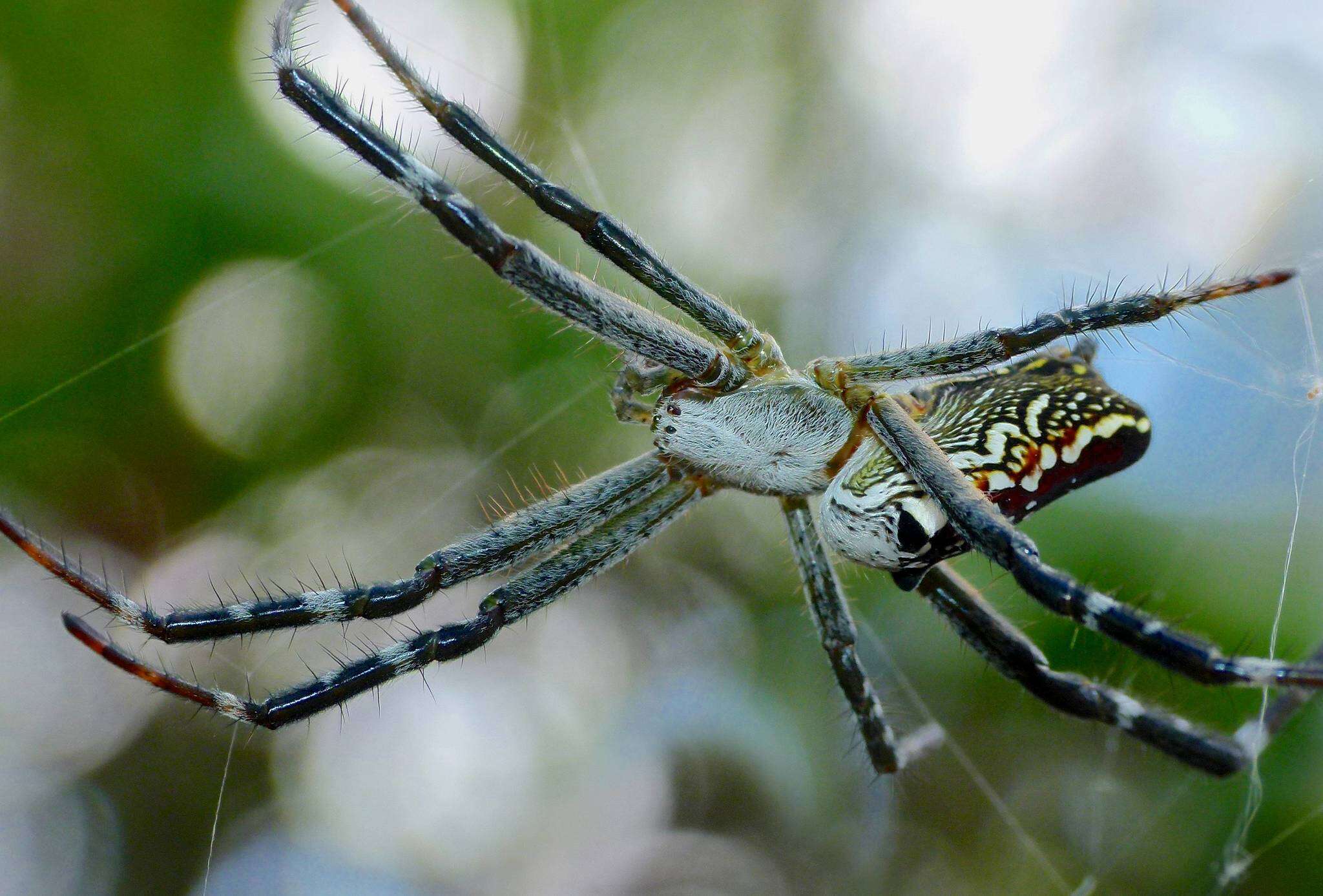 Imagem de Cyrtophora moluccensis (Doleschall 1857)