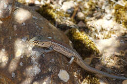 Image of South-western Rock-skink