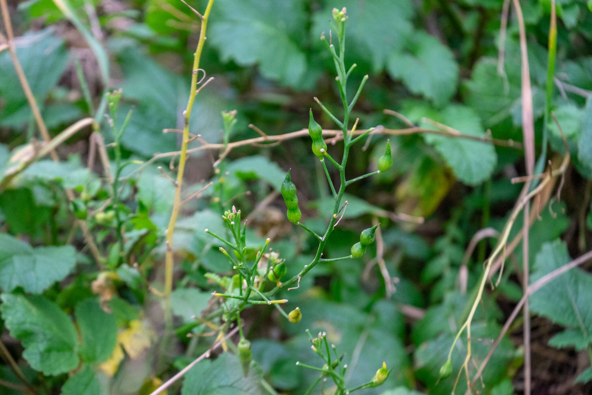 Imagem de Raphanus raphanistrum subsp. landra (Moretti ex DC.) Bonnier & Layens