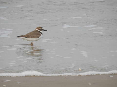 Image of Wilson's Plover