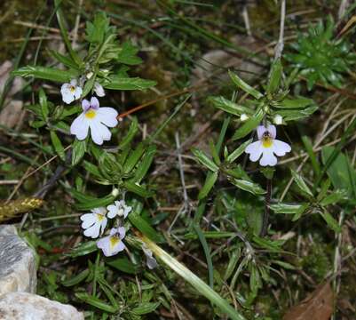 Слика од Euphrasia tricuspidata L.