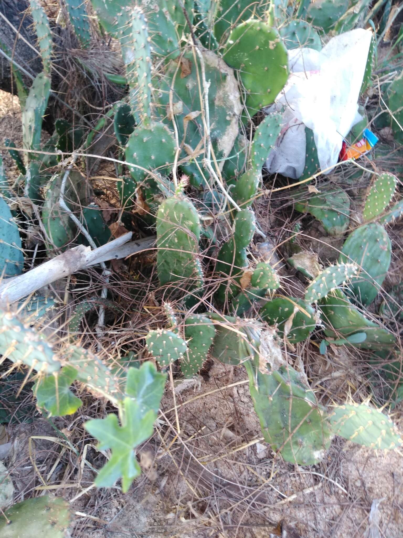 Plancia ëd Opuntia elatior Mill.