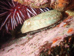 Image of flat abalone