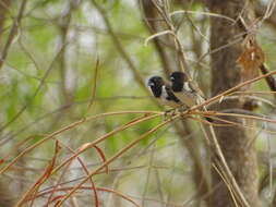 Image of Spermestes cucullata cucullata Swainson 1837