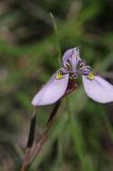 Слика од Moraea algoensis Goldblatt