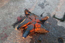 Image of Blue bat star