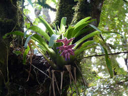 Image of Tillandsia violascens Mez