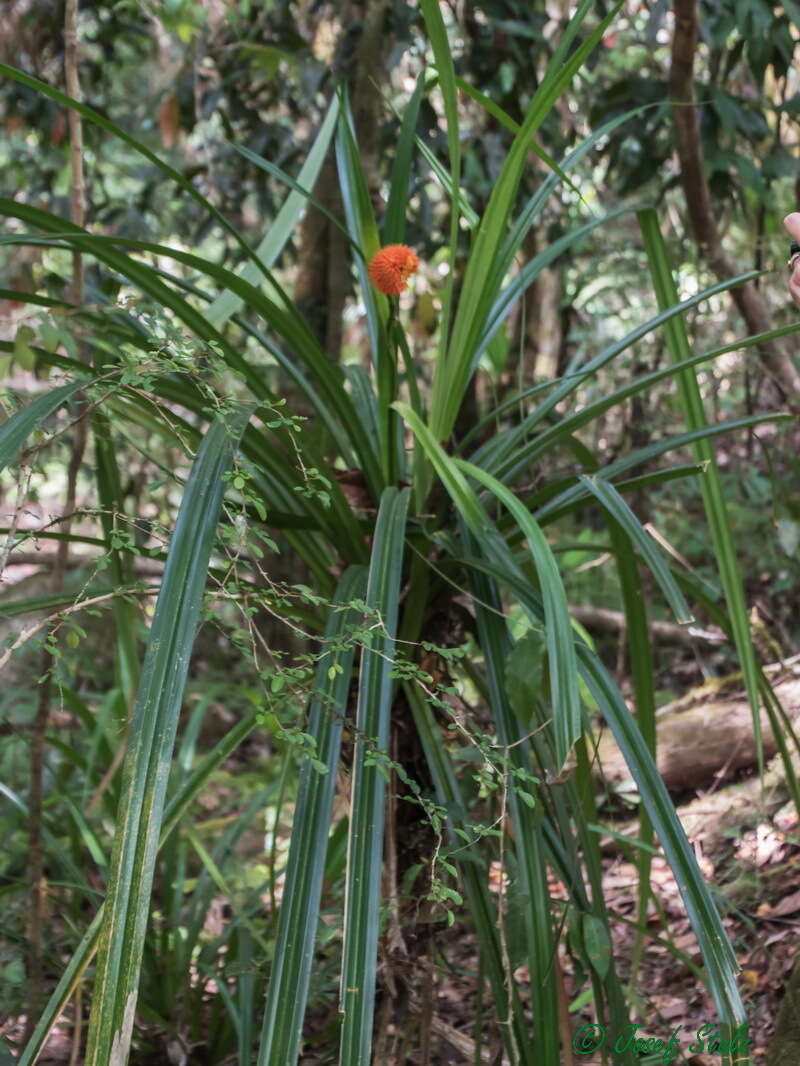 Image of Scrub breadfruit