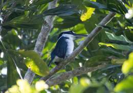 Image of Sombre Kingfisher