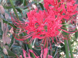 Image of lycoris