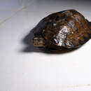 Image of Striped Leaf Turtle