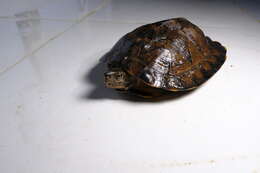 Image of Striped Leaf Turtle