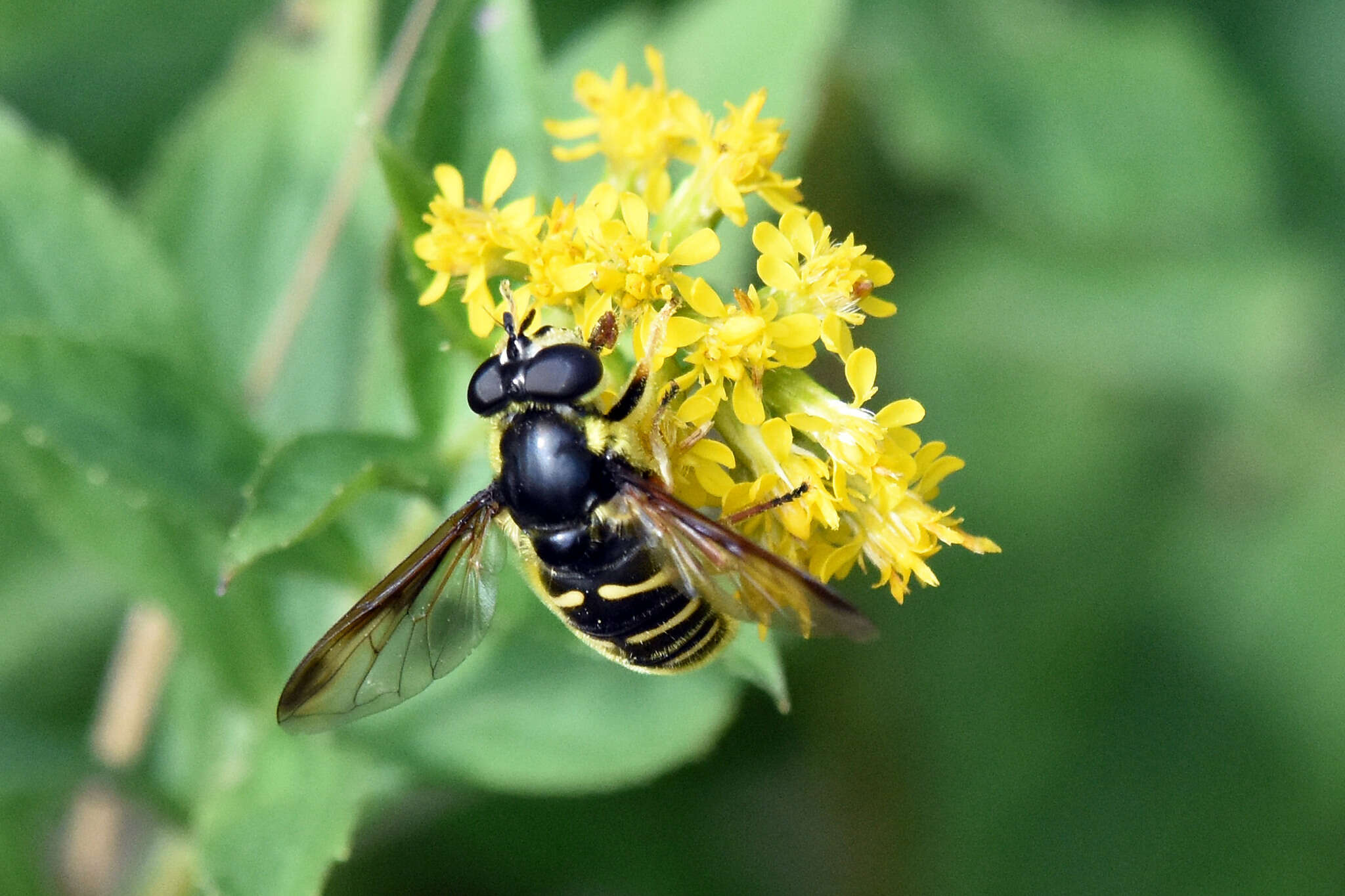 Image of Sericomyia chrysotoxoides Macquart 1842