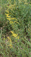 Image of Yellow Spring bedstraw