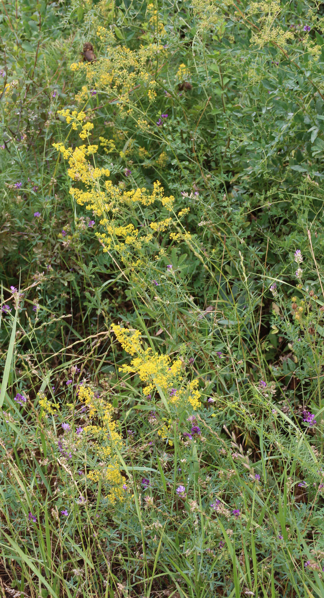 Plancia ëd Galium verum subsp. verum