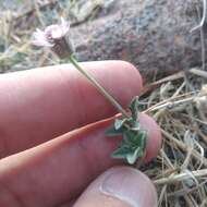 Image of Tridax mexicana A. M. Powell