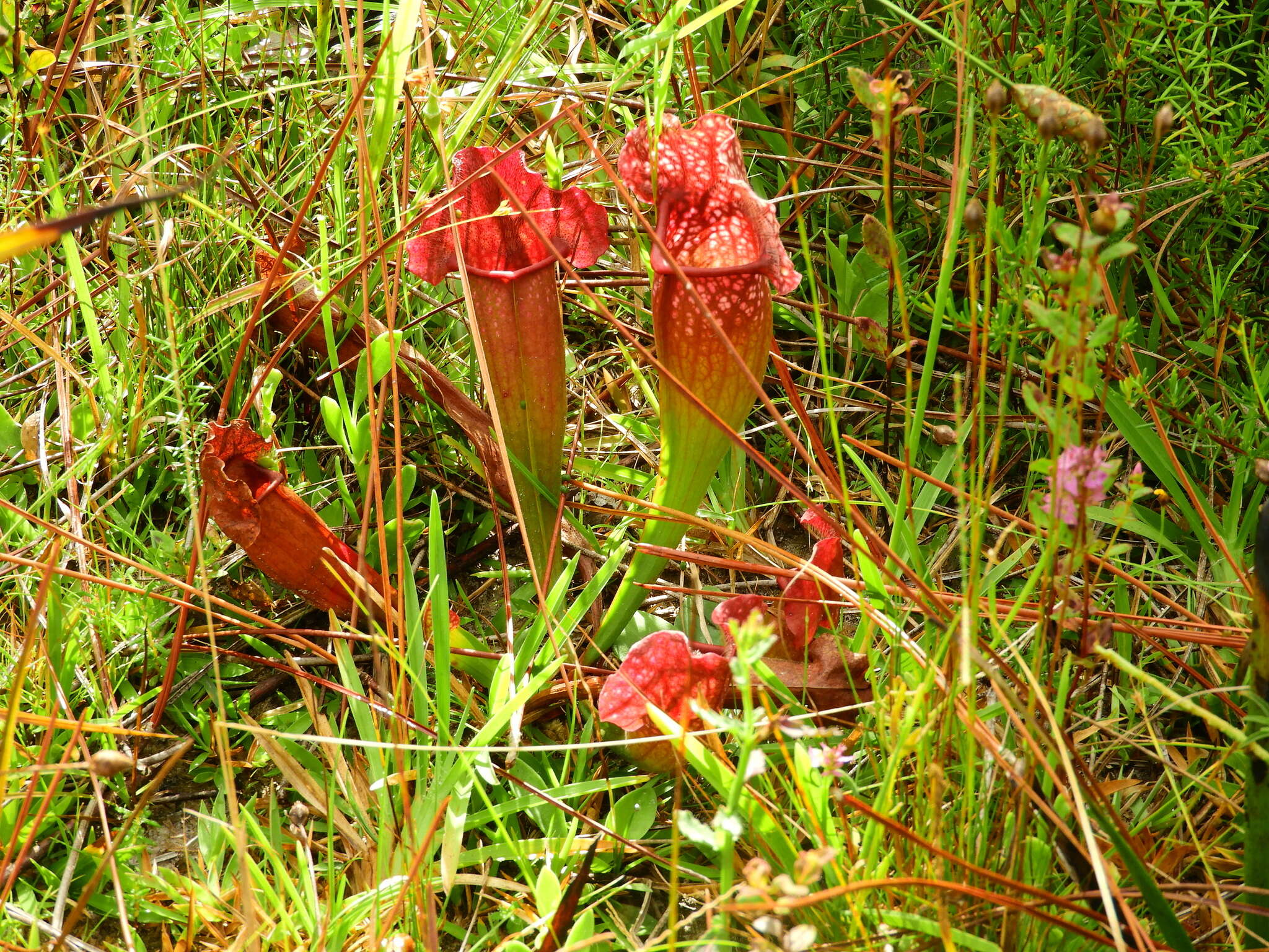 Image of pitcherplant