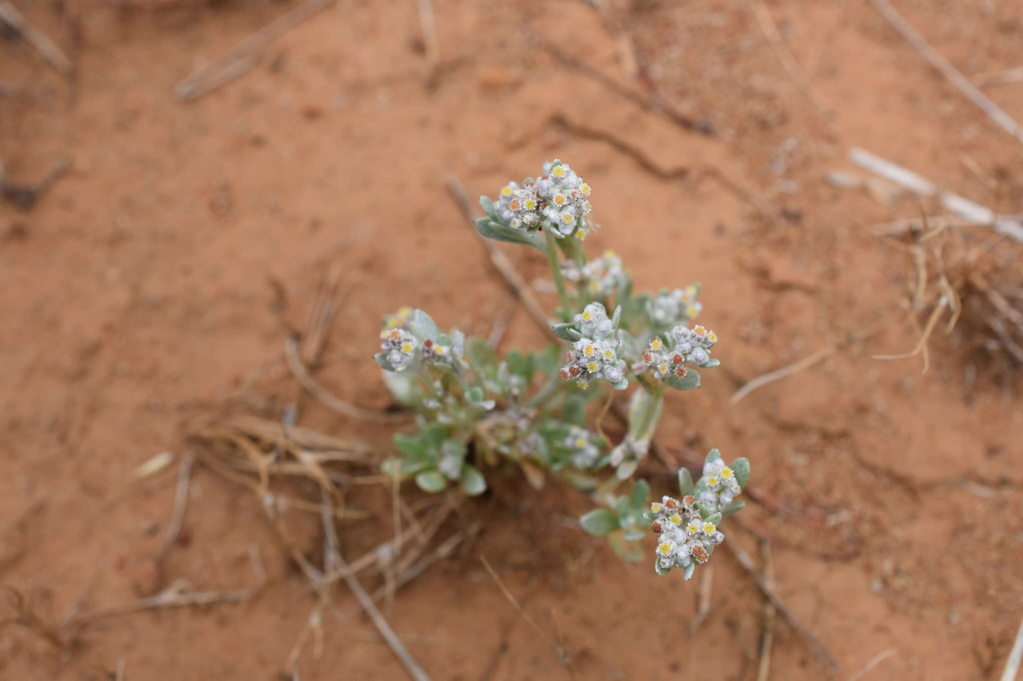 Image of Vellereophyton dealbatum (Thunb.) Hilliard & Burtt