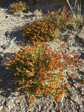 Image of Anabasis brevifolia C. A. Mey.