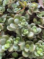 Image of Sedum tetractinum Fröderstr.