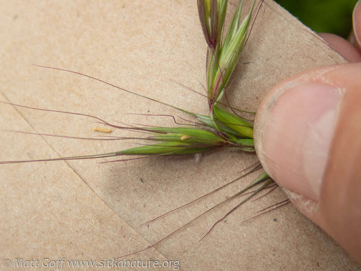 Imagem de Elymus hirsutus J. Presl