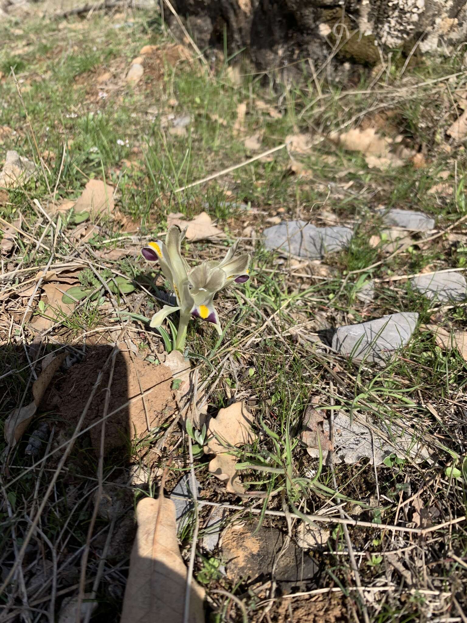 Image of Persian Iris