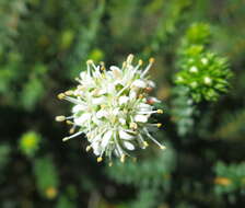 Image of Agathosma apiculata E. Mey. ex Bartl. & Wendl. fil.