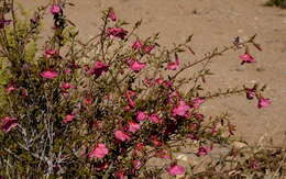 Image of Hermannia stricta (E. Mey. ex Turcz.) Harv.