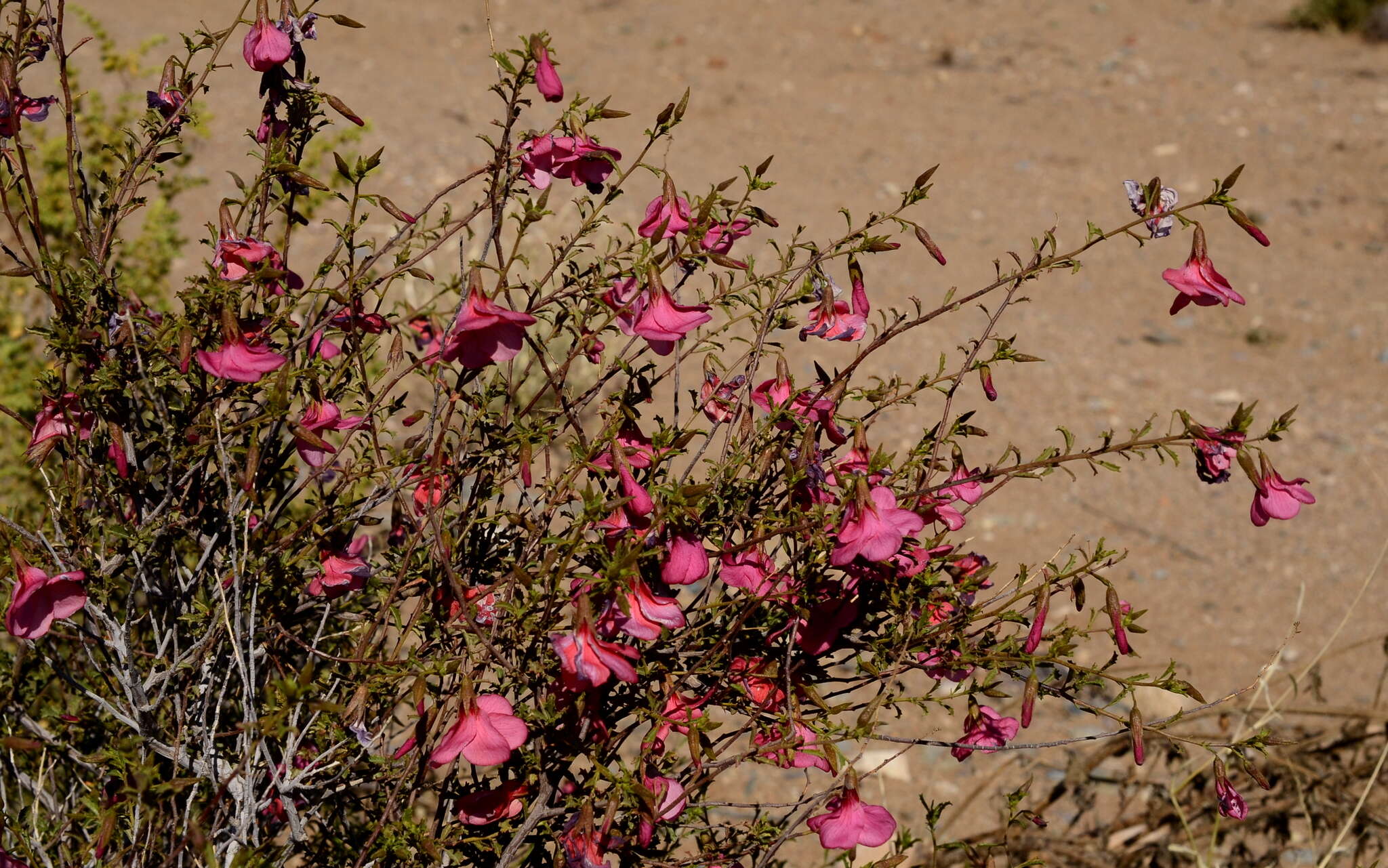 Image of Hermannia stricta (E. Mey. ex Turcz.) Harv.